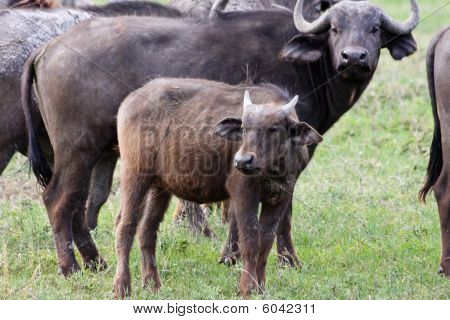 Bébé buffle