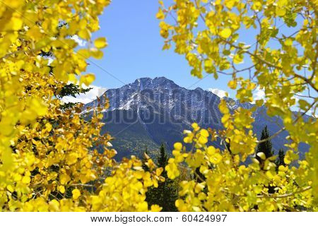 Colorado Mountain View Thorugh Yellow Aspen Leaves Like A Window During Foliage Season