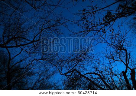 Night moon through the branches of trees