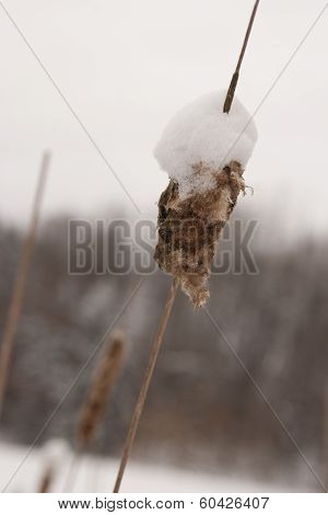 Cattail Covered with Snow