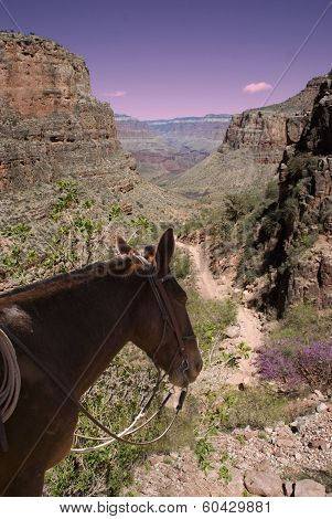 Grand Canyon with Mule Guide