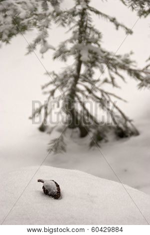 Acorn in the Snow next to a Pine Tree