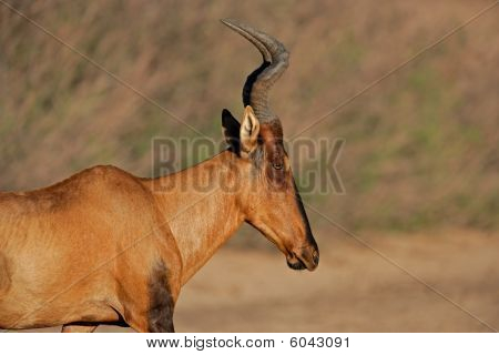 สีแดง Hartebeest แอฟริกาใต้