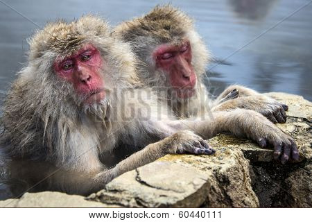 Japanese Snow Monkeys in Nagano, Japan.