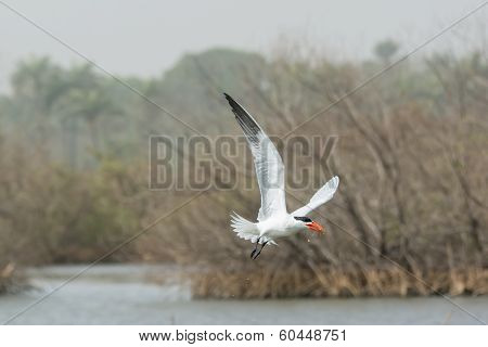 Caspian Tern Flying Through The Mangroves With A Fish