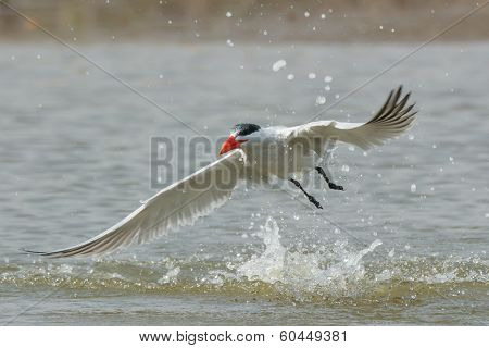 Caspian Tern Taking To The Air After A Dive