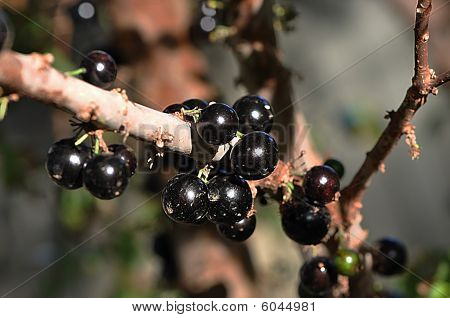 Jaboticaba