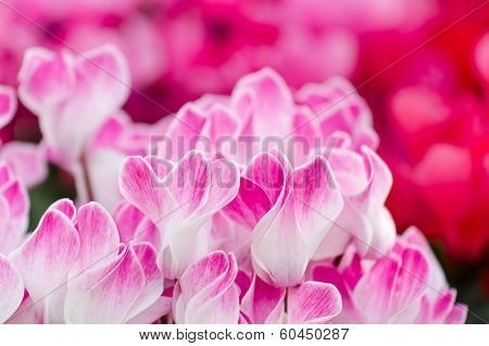 Flowers Of Cyclamen