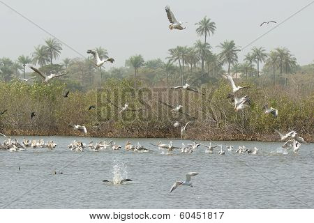 Squadron Of Pink-backed And Great White Pelicans In The Mangroves