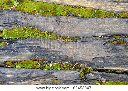 layers of green moss on a wood