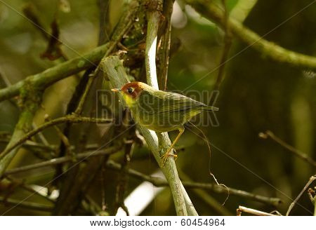 Chestnut-headed Tesia (tesia Castaneocoronata)