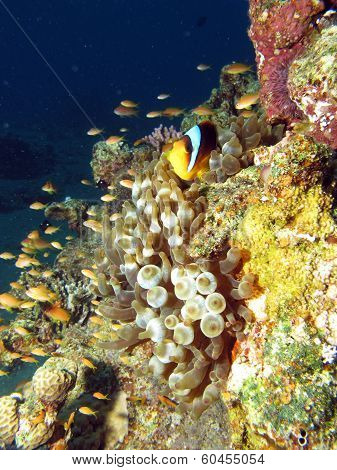 Anemonefish on a reef