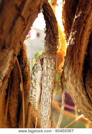 Egyptian gecko