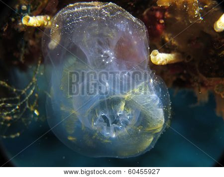 Sea squirt