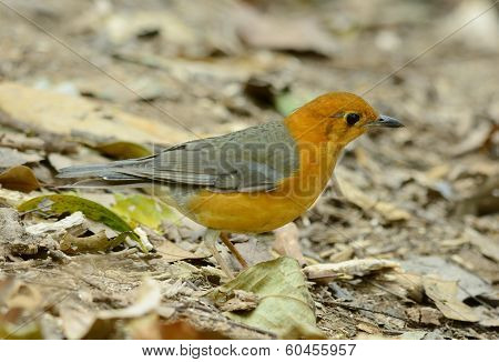 Female Orange-headed Thrush (zoothera Citrina)