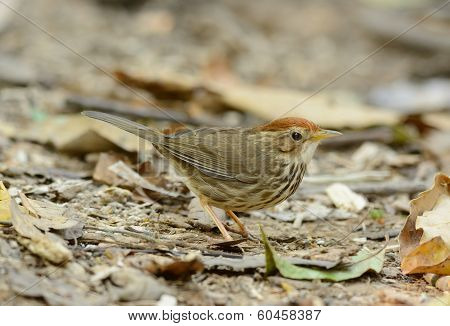 Puff-throated Babbler (pellorneum Ruficef)