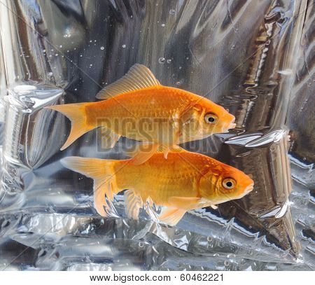 Cute pair of fish