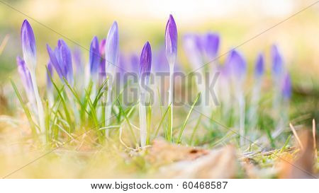 Heralds of Spring