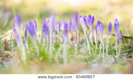 Heralds of Spring