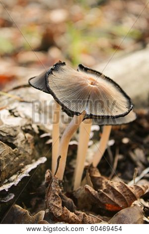 amanita
