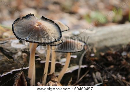 amanitas near the fallen tree