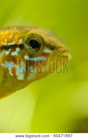 Detail Of Head Of Apistogramma Fish
