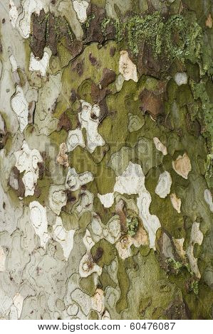 Plane Tree Bark Close Up