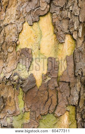 Plane Tree Bark Close Up