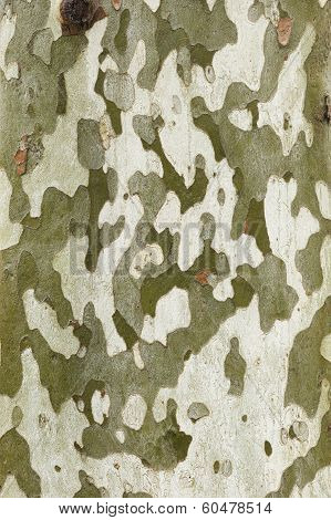 Plane Tree Bark Close Up
