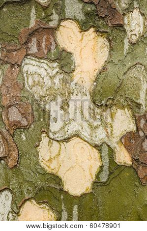 Plane Tree Bark Close Up
