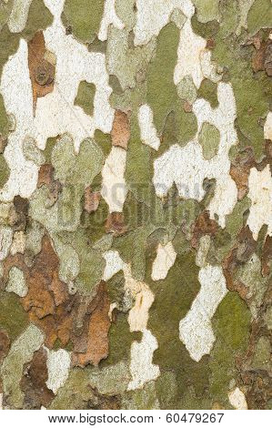 Plane Tree Bark Close Up
