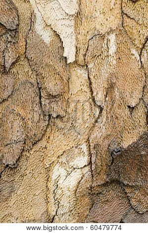 Plane Tree Bark Close Up