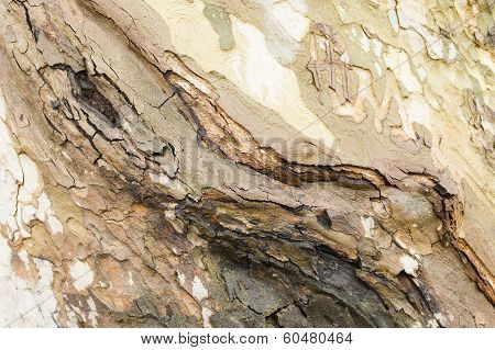 Plane Tree Bark Close Up