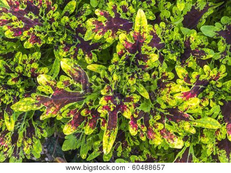 Colorful Leaf
