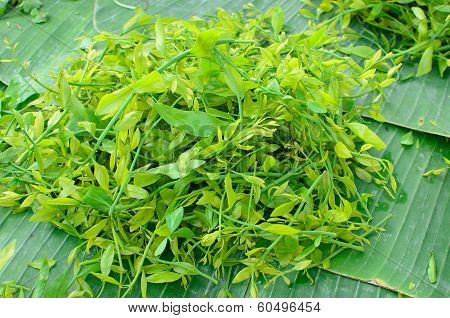 Pak-wan Tree(melientha Suavis Pierre)