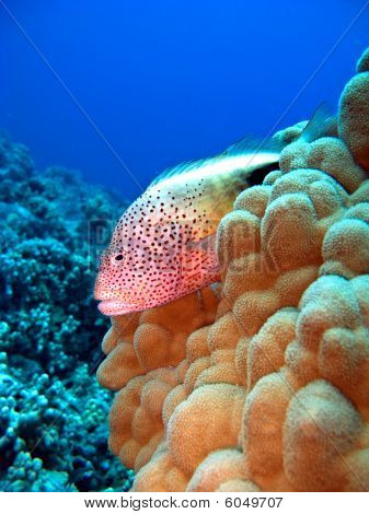Hawkfish arc-szem
