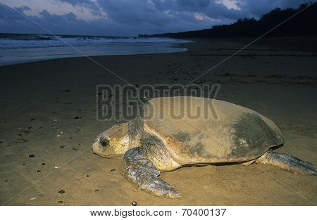 Leatherback Turtle on beach