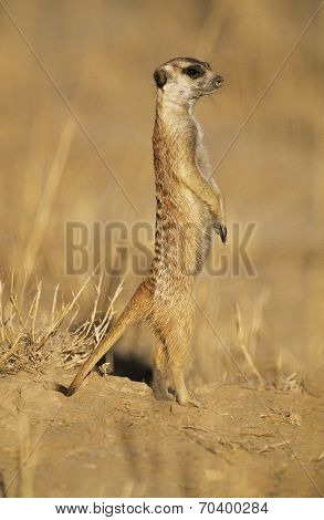 Alert Mearcat in desert
