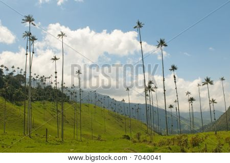 Viasz pálmafák Cocora-völgy, Kolumbia