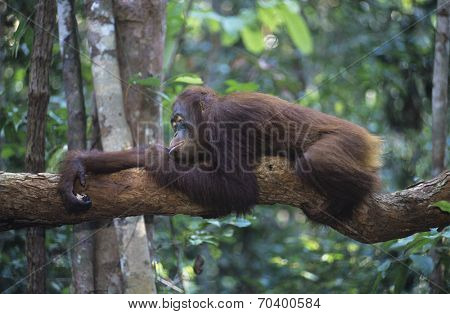 Orangutan resting on branch in forest