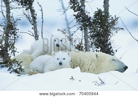 Polar Bear cubs with mother in snow Yukon