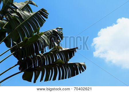 Background Natural Trees Sky