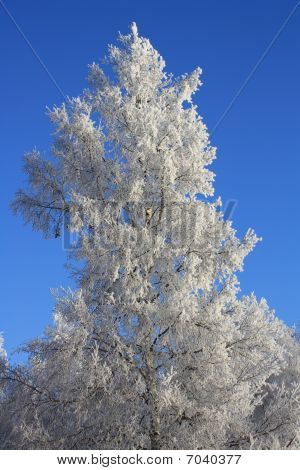 Winterscape