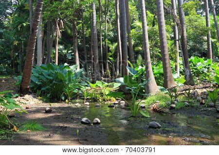 Tropical Forest