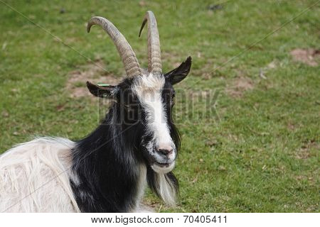 Bagot Goat