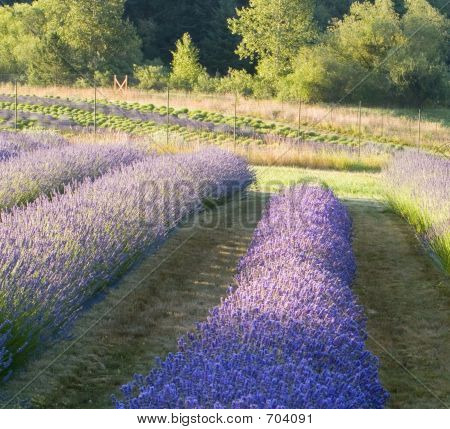 Lavendel Farm