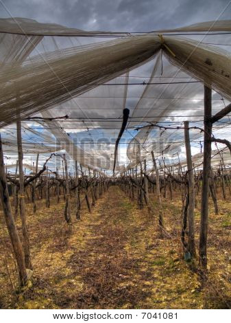 lange Reihe von Reben gepflanzt in den Bereichen eines Weinberges.