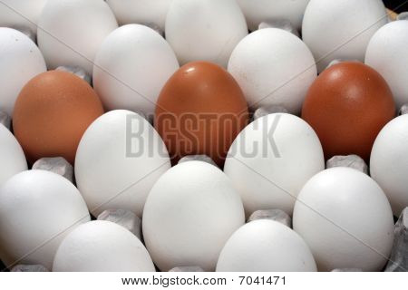 Eier