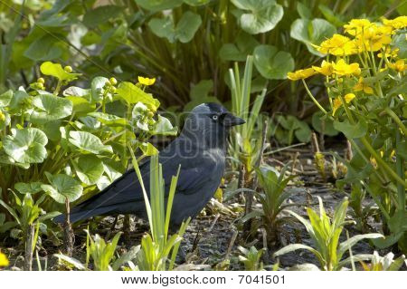 Jackdaw - monedula นกกา