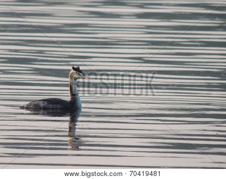 Great Crested Grebe